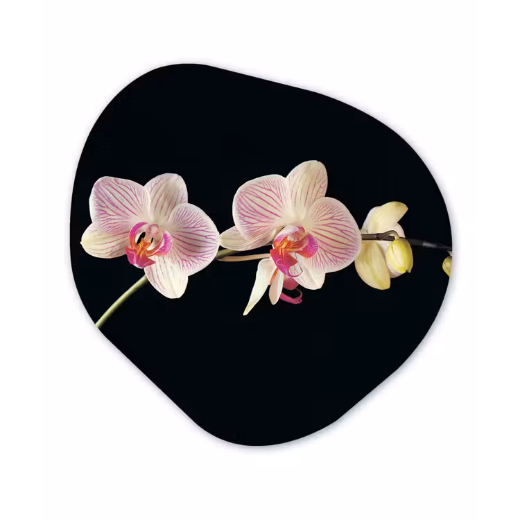 Orchidee - Bloemen - Zwart - Roze - Knoppen Wandcirkel Organisch Forex 3mm klein -3d