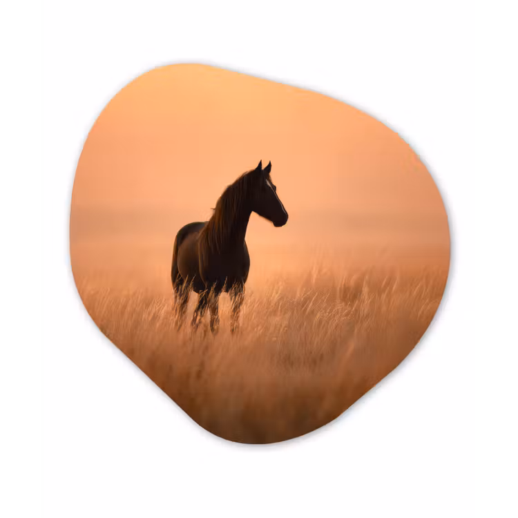 Paard - Grasveld - Zonsondergang Wandcirkel Organisch Forex 3mm klein -3d