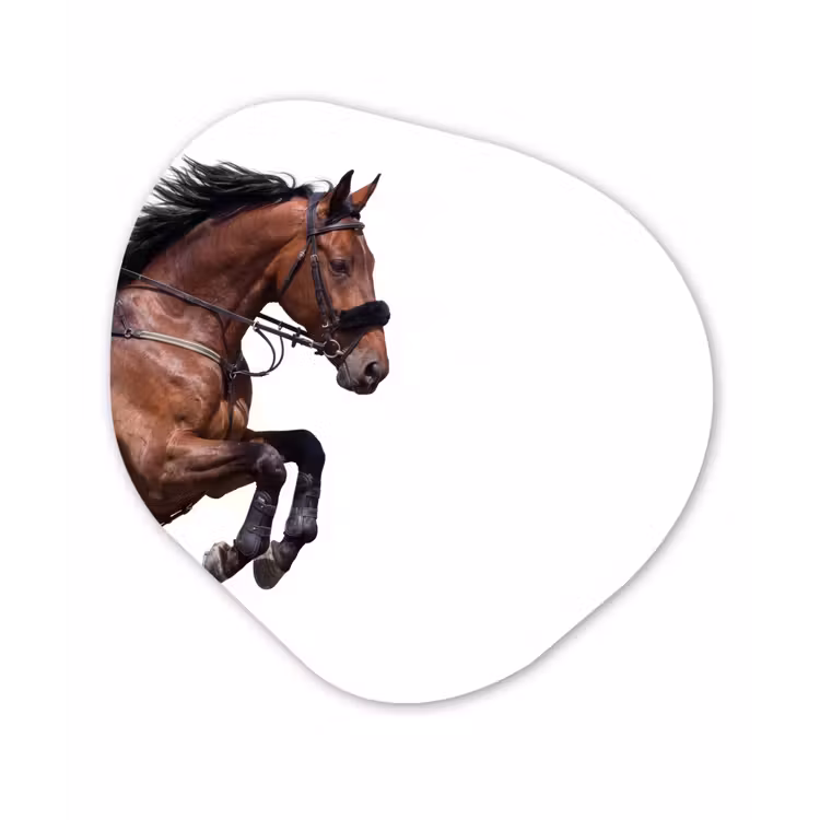 Paard - Springen - Modern Wandcirkel Organisch Forex 3mm klein -3d