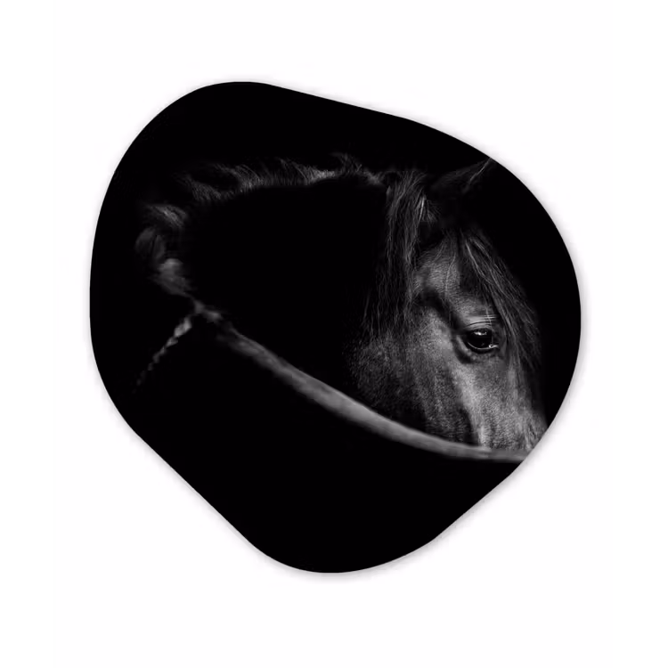 Paarden - Portret - Zwart - Dieren Wandcirkel Organisch Forex 3mm klein -3d