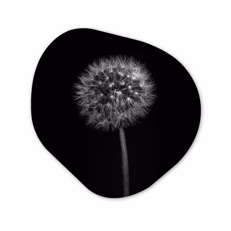 Paardenbloem - Zwart - Bloemen - Botanisch Wandcirkel Organisch Forex 3mm klein -3d