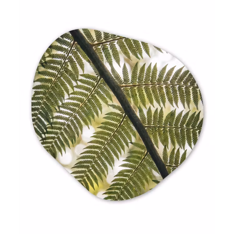 Plant - Blad - Natuur - Groen - Detail Wandcirkel Organisch Forex 3mm klein -3d
