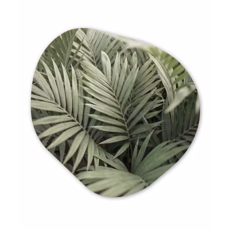 Plant - Palmbladeren - Natuur - Groen Wandcirkel Organisch Forex 3mm klein -3d