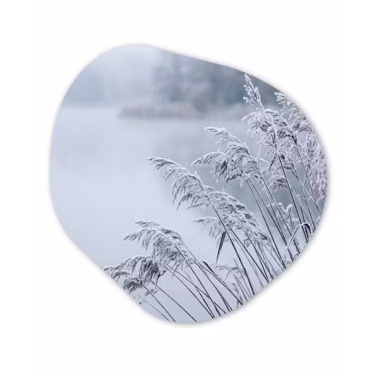 Riet - Bevroren - Winter - Natuur Wandcirkel Organisch Forex 3mm klein -3d