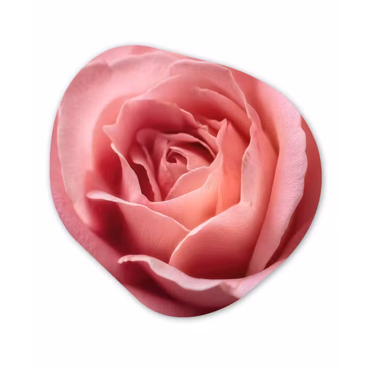 Roze - Roos - Romantisch Wandcirkel Organisch Forex 3mm klein -3d
