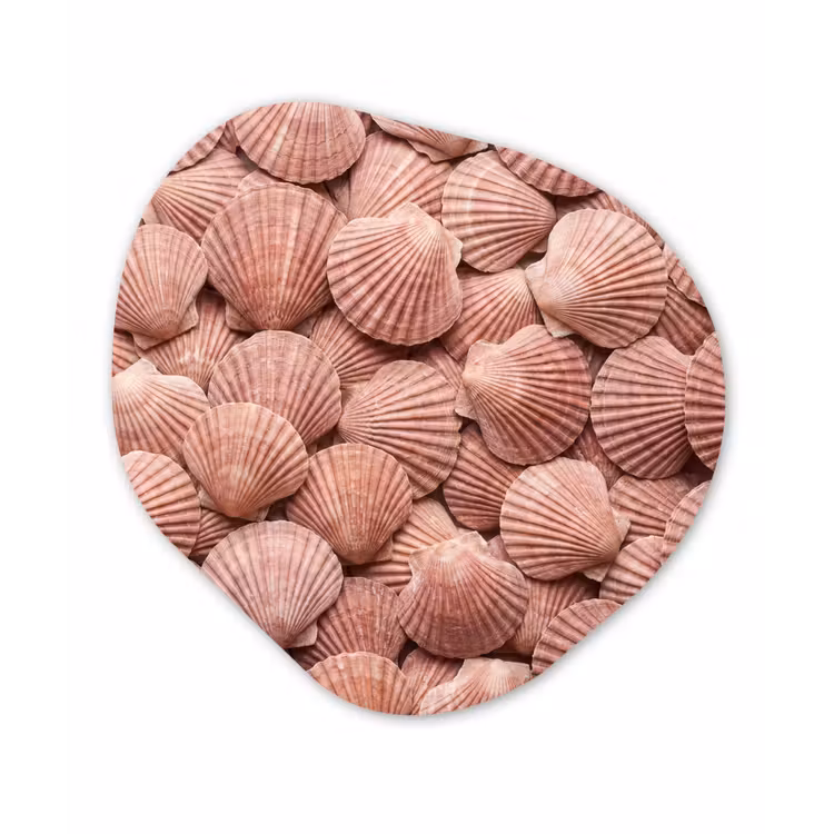 Schelpen - Patroon - Roze Wandcirkel Organisch Forex 3mm klein -3d