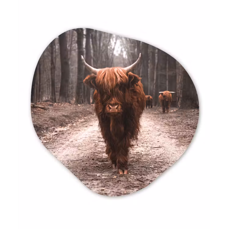 Schotse hooglander - Bos - Koe - Dieren - Natuur Wandcirkel Organisch Forex 3mm klein -3d