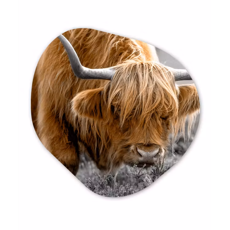 Schotse Hooglander - Dieren - Bruin - Koe - Zwart - Wit - Natuur Wandcirkel Organisch Forex 3mm klein -3d