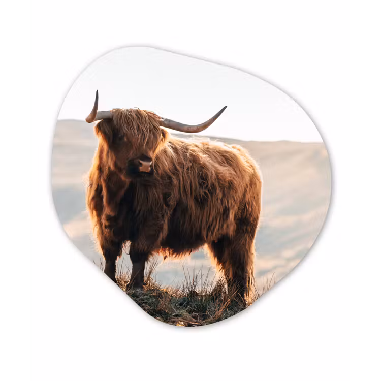Schotse hooglander - Dieren - Landelijk - Landschap - Koe - Natuur Wandcirkel Organisch Forex 3mm klein -3d