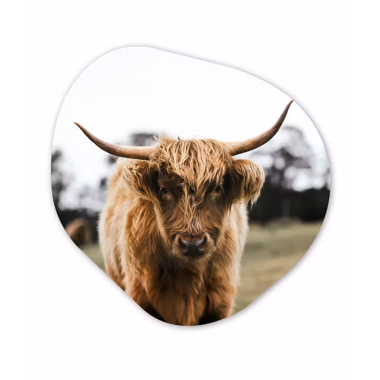 Schotse Hooglander -  Koe - Gras - Dieren - Natuur Wandcirkel Organisch Forex 3mm klein -3d