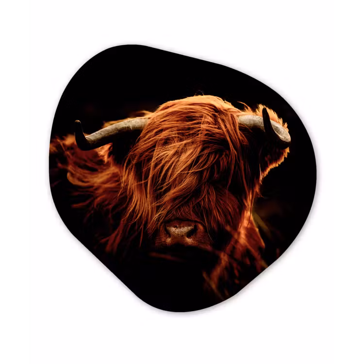 Schotse hooglander - Koe - Hoorns - Portret - Dieren Wandcirkel Organisch Forex 3mm klein -3d