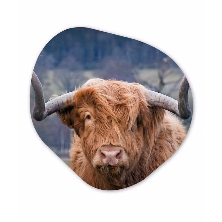 Schotse Hooglander - Koeienkop - Landschap - Natuur - Koe Wandcirkel Organisch Forex 3mm klein -3d