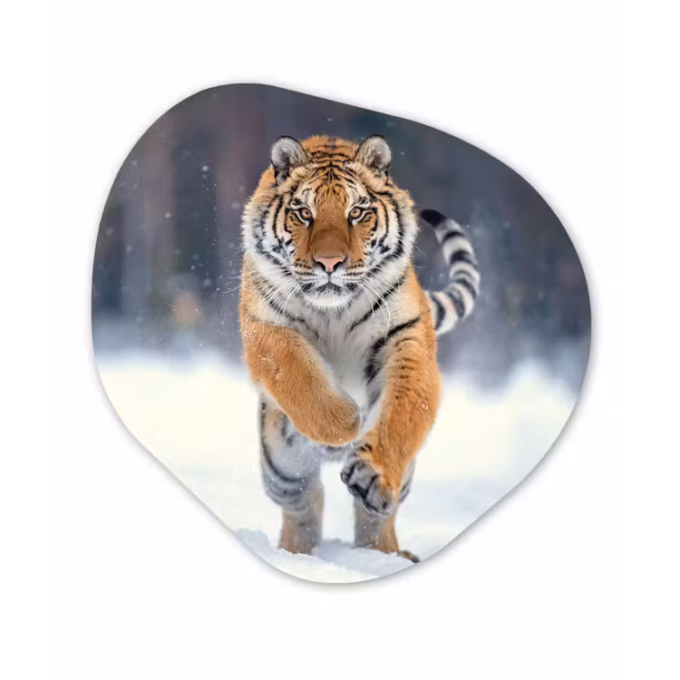 Tijger - Landschap - Sneeuw - Winter - Dieren Wandcirkel Organisch Forex 3mm klein -3d