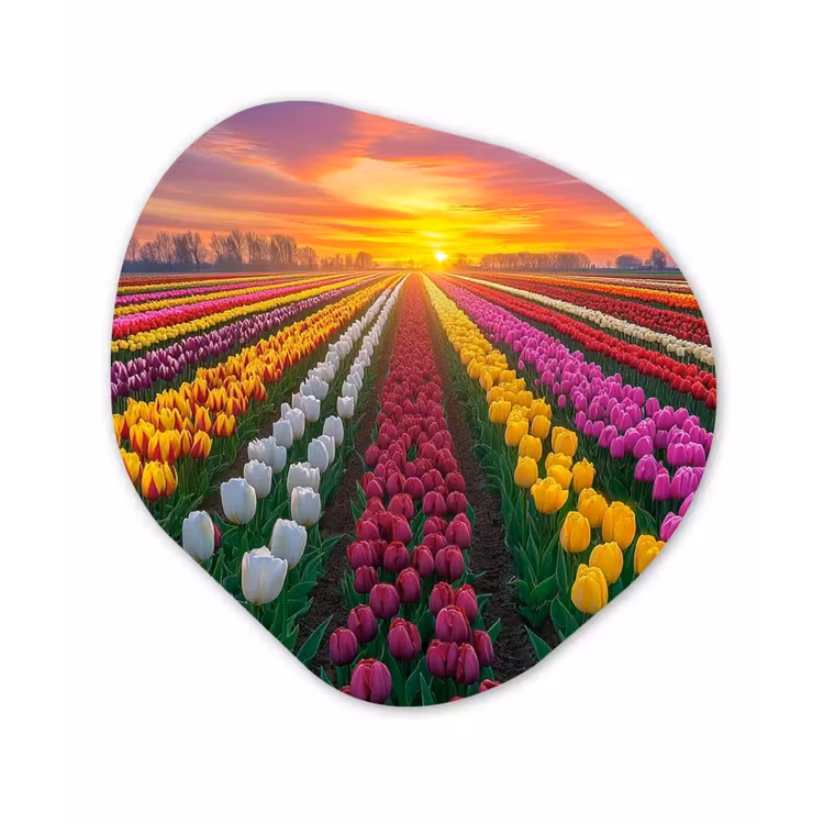Tulpenveld - Zonsondergang - Kleurrijk Wandcirkel Organisch Forex 3mm klein -3d
