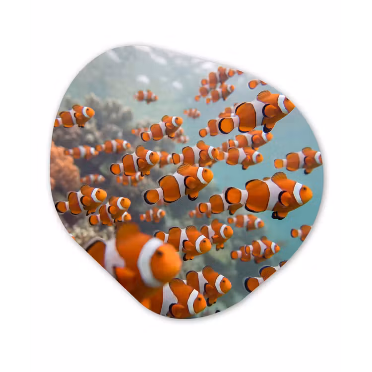 Vis - School - Onderwater - Dieren - Oranje Wandcirkel Organisch Forex 3mm klein -3d