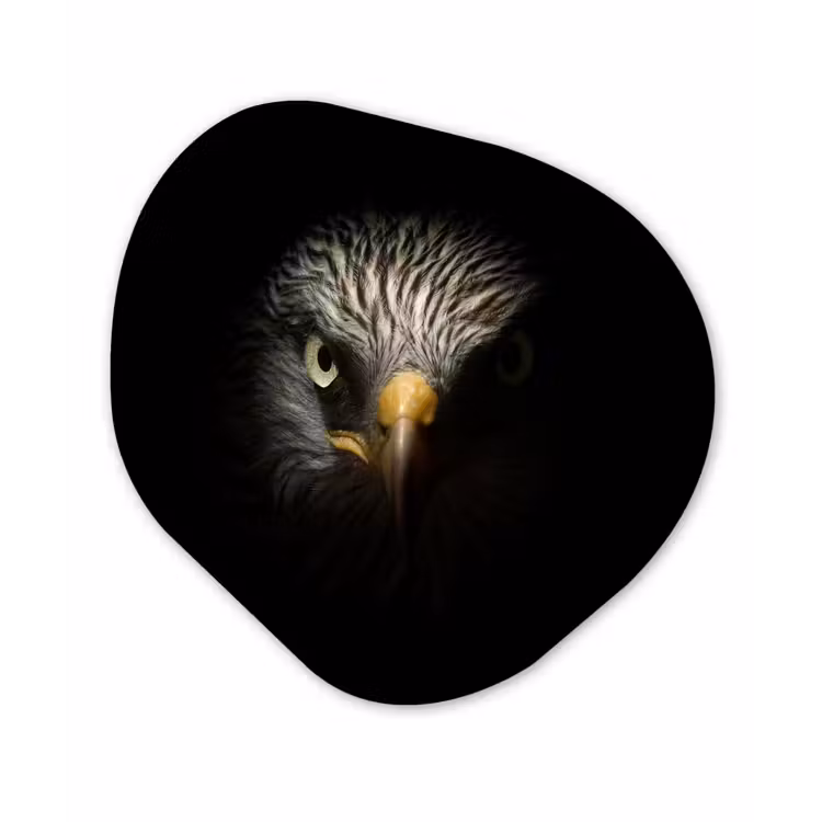 Vogel - Adelaar - Roofvogels - Oog - Snavel - Licht Wandcirkel Organisch Forex 3mm klein -3d