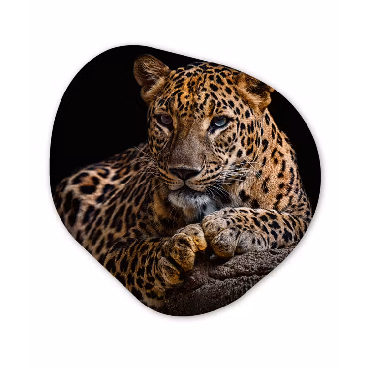 Wilde dieren - Panter - Portret - Zwart - Dieren Wandcirkel Organisch Forex 3mm klein -3d