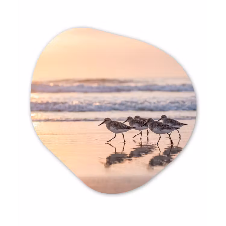 Zee - Vogels - Strand Wandcirkel Organisch Forex 3mm klein -3d