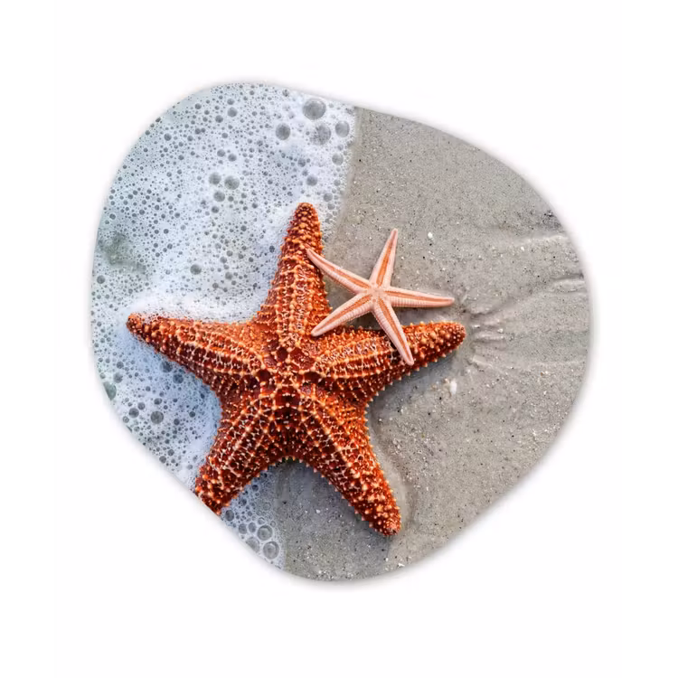 Zeester - Strand - Zee Wandcirkel Organisch Forex 3mm klein -3d