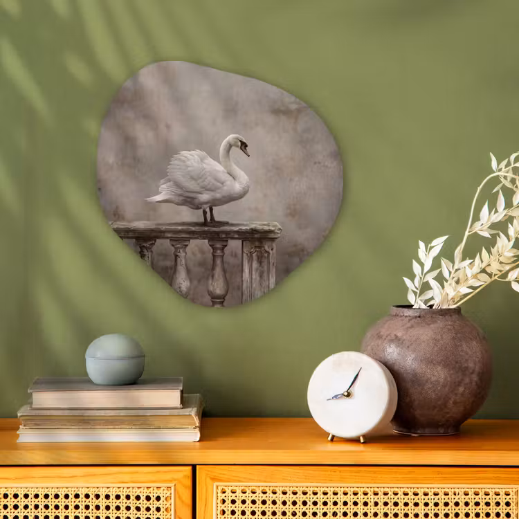 Zwaan - Elegant - Dieren - Wit Wandcirkel Organisch Forex 3mm klein -sfeer2