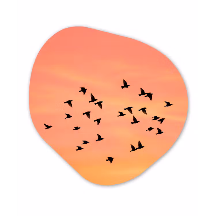 Zwerm - Vogels - Oranje Wandcirkel Organisch Forex 3mm klein -3d