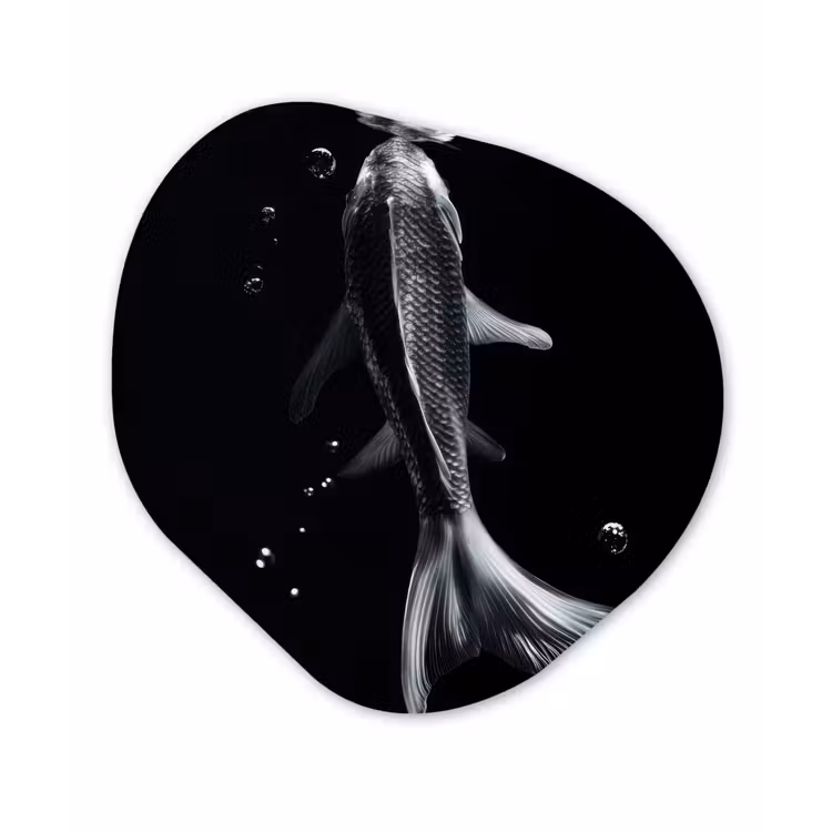 Koi - Vissen - Water - Zwart Wandcirkel Organisch Plexiglas middel -3d