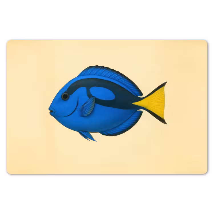 Blauw - Dory - Vis - Staartvin Placemat vinyl groot -zzsfeer1_Kitchenyeah-website