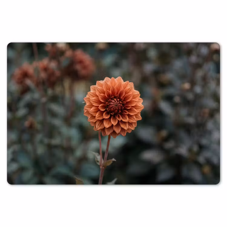 Dahlia - Bloem - Natuur - Sfeervol Placemat vinyl groot -zzsfeer1_Kitchenyeah-website