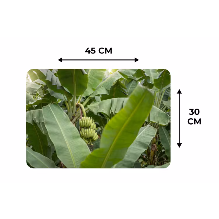 Eten - Bananen - Plantage - Groen Placemat vinyl groot -specs
