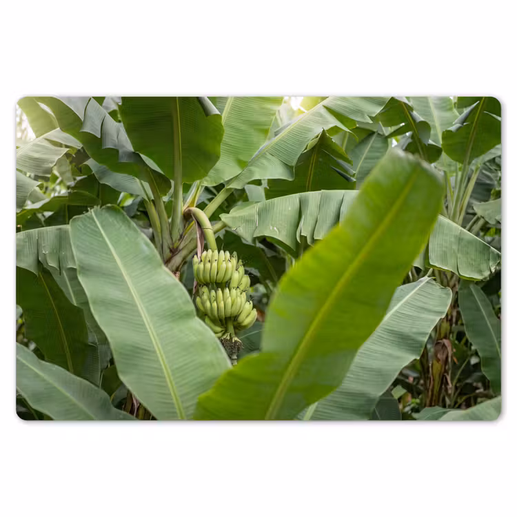 Eten - Bananen - Plantage - Groen Placemat vinyl groot -zzsfeer1_Kitchenyeah-website