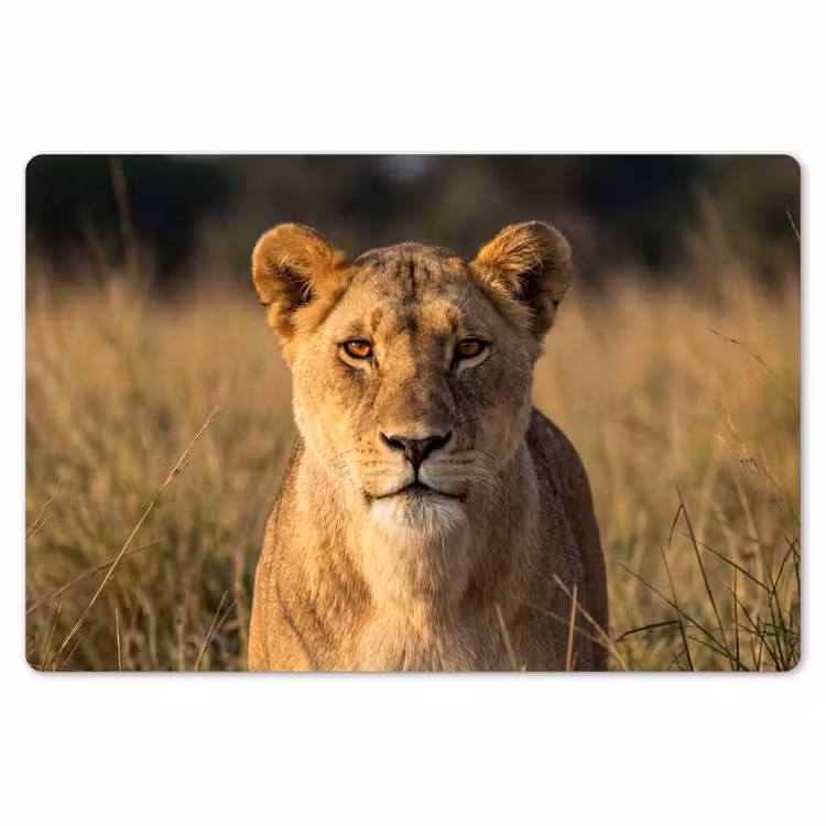Leeuwin - Gras - Geel Placemat vinyl groot -zzsfeer1_Kitchenyeah-website