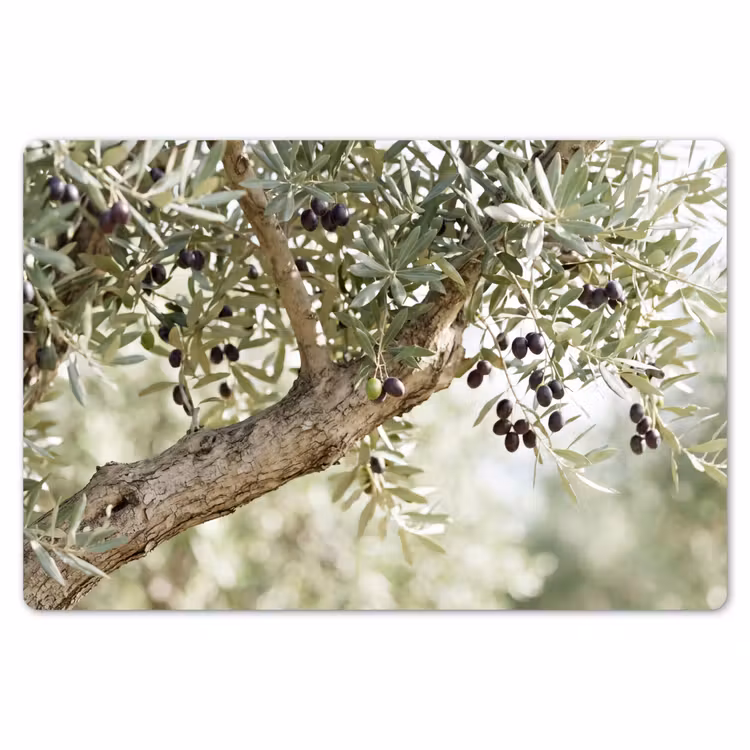 Placemat - 6 stuks - Olijfboom - tak - groen - Olijfboom - tak - groen Placemat vinyl groot