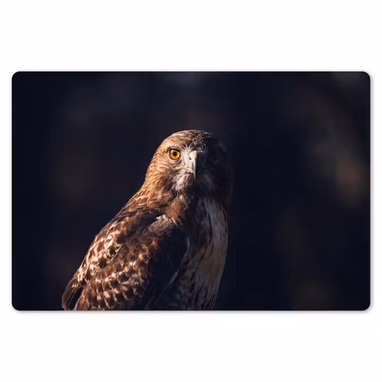 Roofvogel - Buizerd - Bruin Placemat vinyl groot -zzsfeer1_Kitchenyeah-website