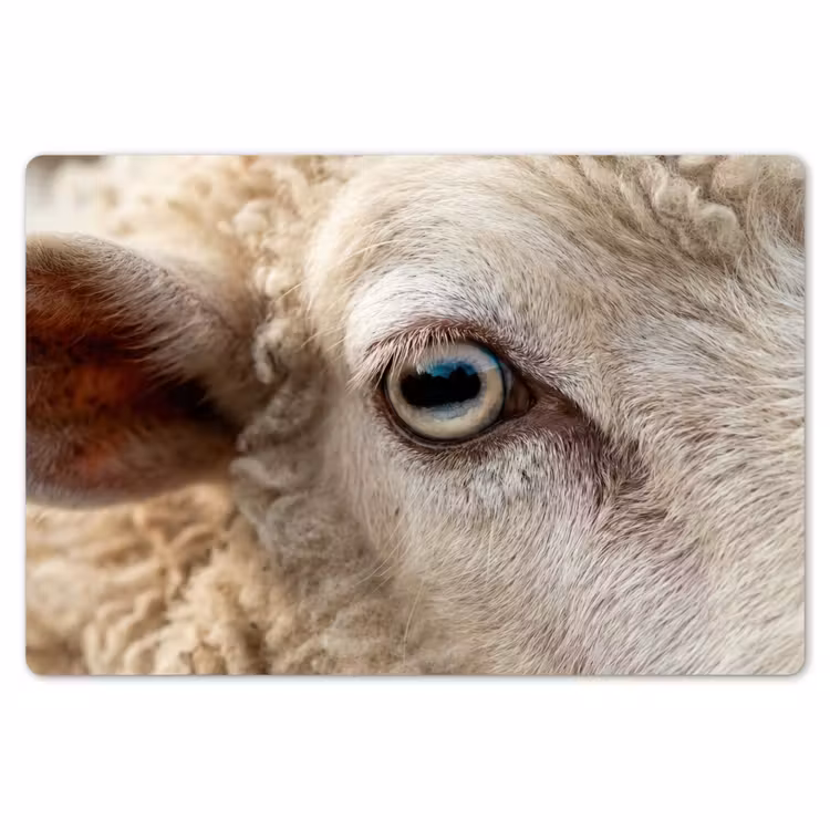 Schaap - Oog - Wit Placemat vinyl groot -zzsfeer1_Kitchenyeah-website