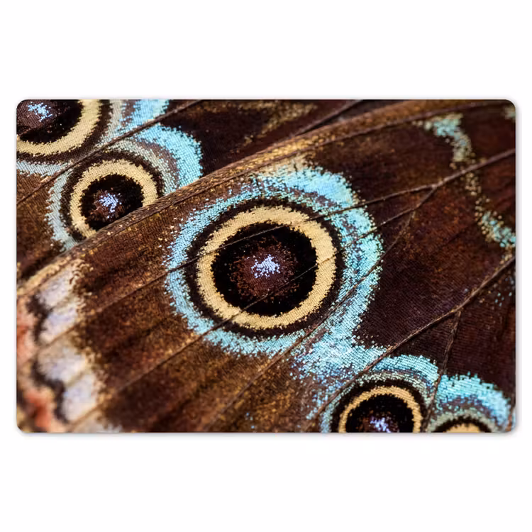 Vleugels - Vlinder - Blauw Placemat vinyl groot -zzsfeer1_Kitchenyeah-website