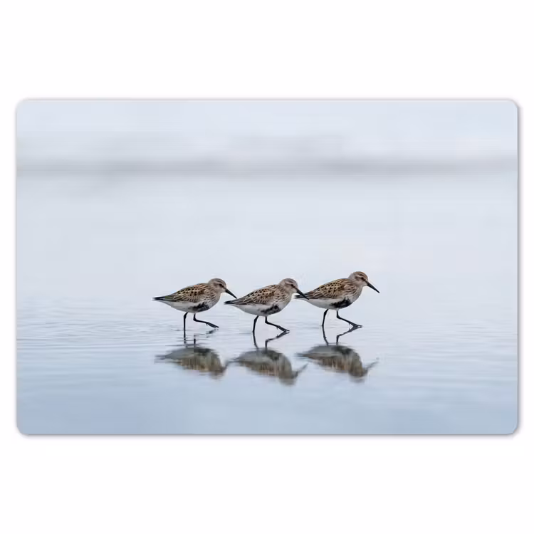 Vogels - Water - Grijs Placemat vinyl groot -zzsfeer1_Kitchenyeah-website