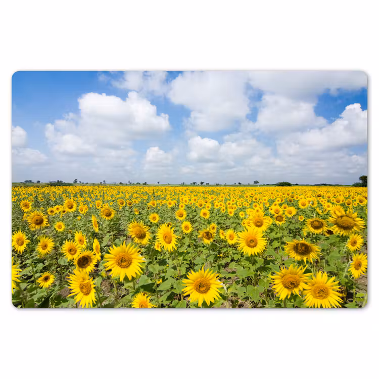 Zonnebloemen - Bloemen - Wolken - Natuur - Geel - Landschap Placemat vinyl groot -zzsfeer1_Kitchenyeah-website
