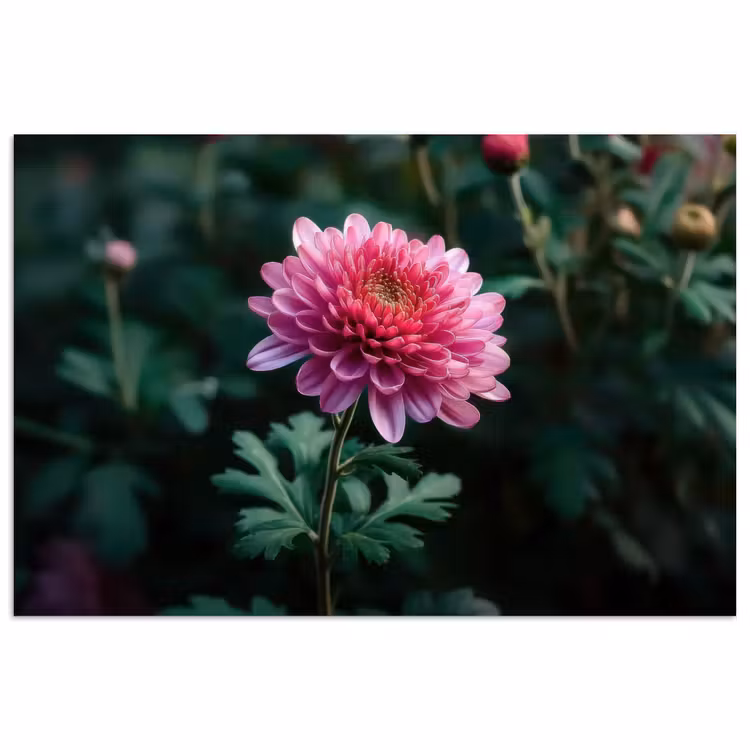Blad - Chrysant - Roze - Schaduw poster papier klein -3d