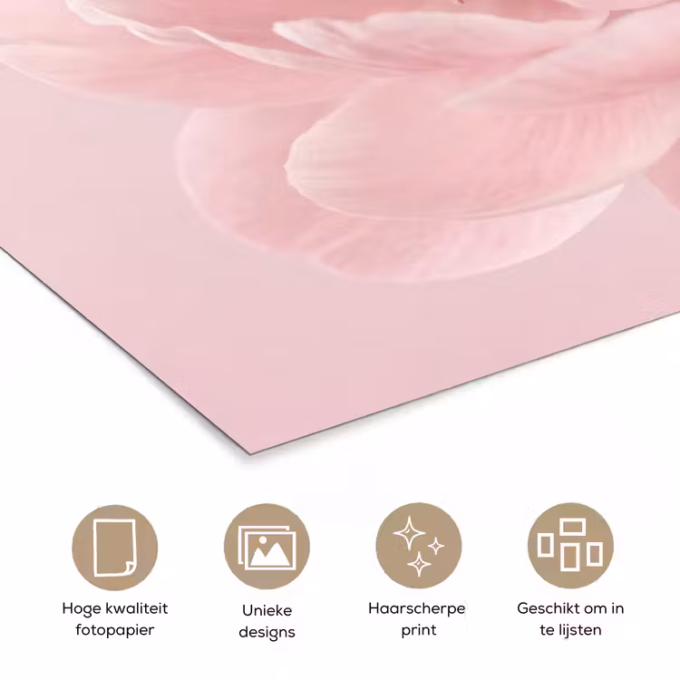 Bloem - Pioenroos - Roze poster papier klein -closeup_NL