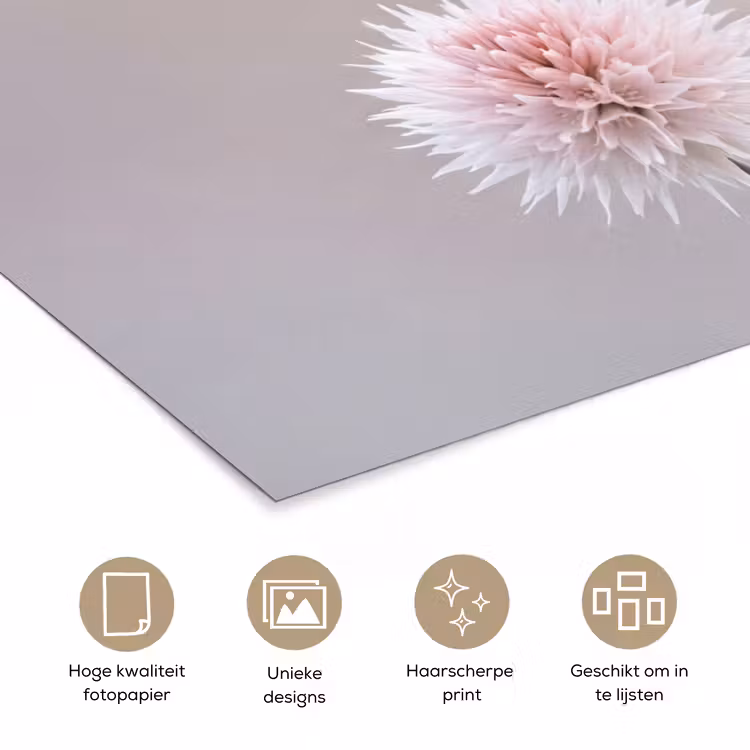 Bloemen - Bollen - Roze poster papier klein -closeup_NL