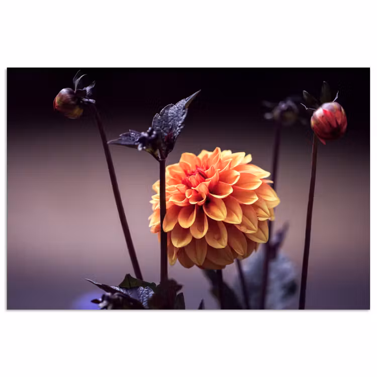 Bloemen - Chrysant - Macro - Planten poster papier klein -3d