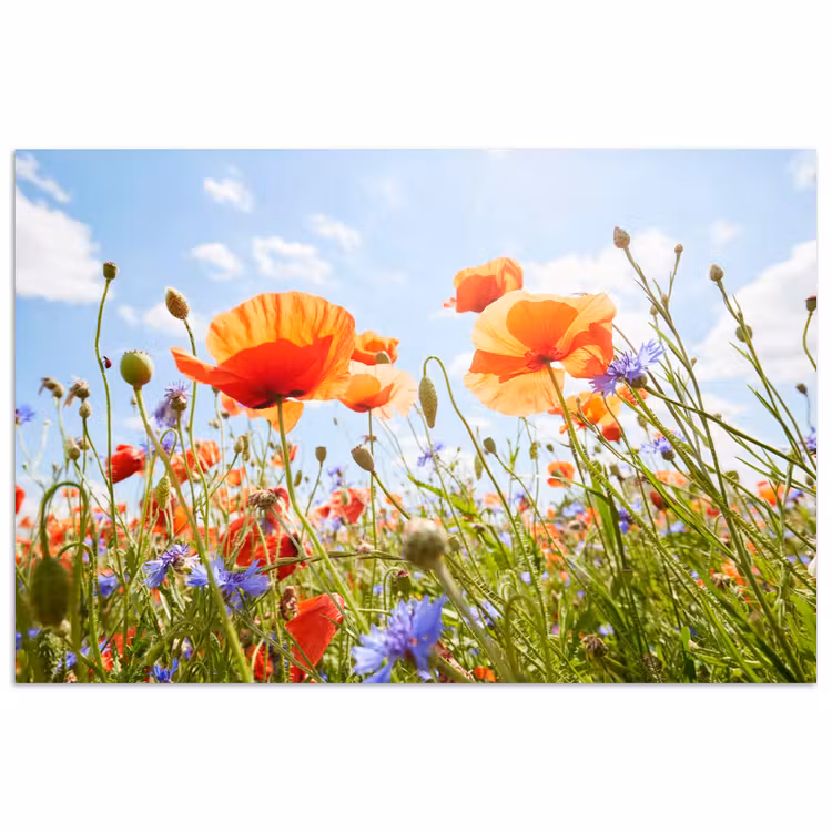 Bloemen - Klaproos - Lente - Natuur - Rood - Blauw poster papier klein -3d