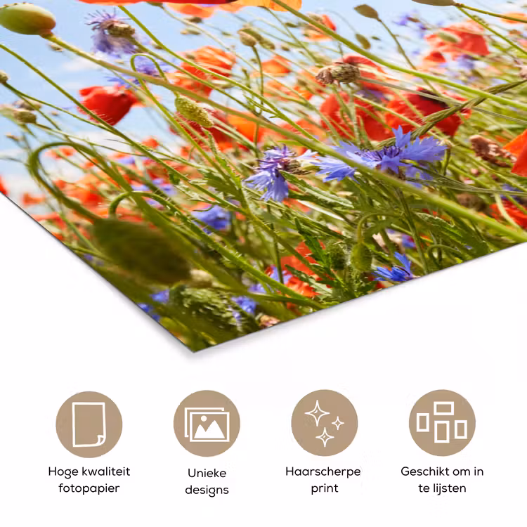 Bloemen - Klaproos - Lente - Natuur - Rood - Blauw poster papier klein -closeup_NL