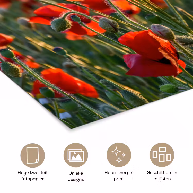 Bloemen - Klaprozen - Natuur - Rood poster papier klein -closeup_NL