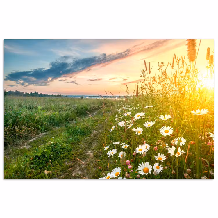 Bloemen - Madelief - Natuur - Zon - Horizon poster papier klein -3d