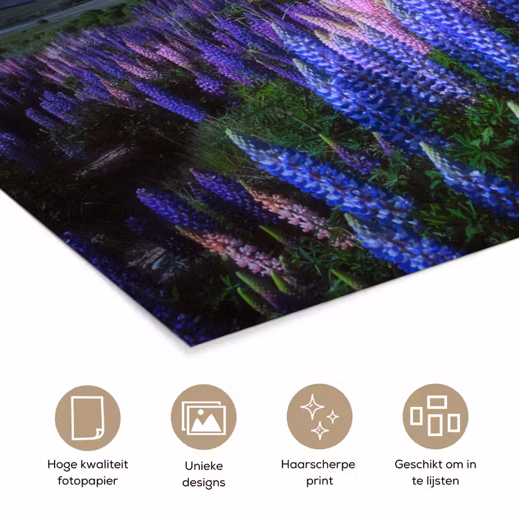 Bloemen - Nacht - Lupine - Sterrenhemel - Paars - Natuur poster papier klein -closeup_NL