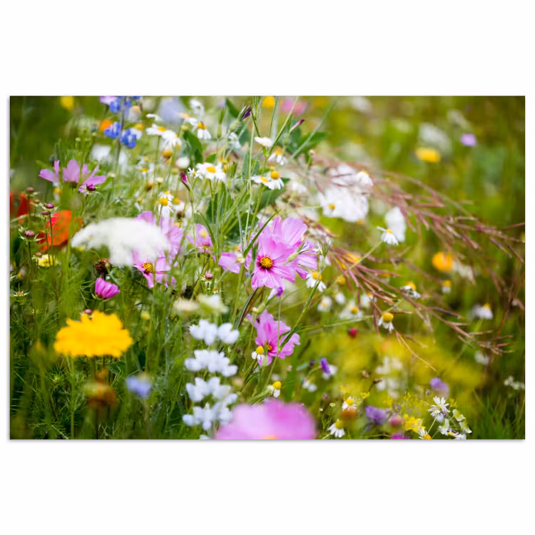 Bloemen - Natuur - Groen - Gras - Paars - Wit poster papier klein -3d