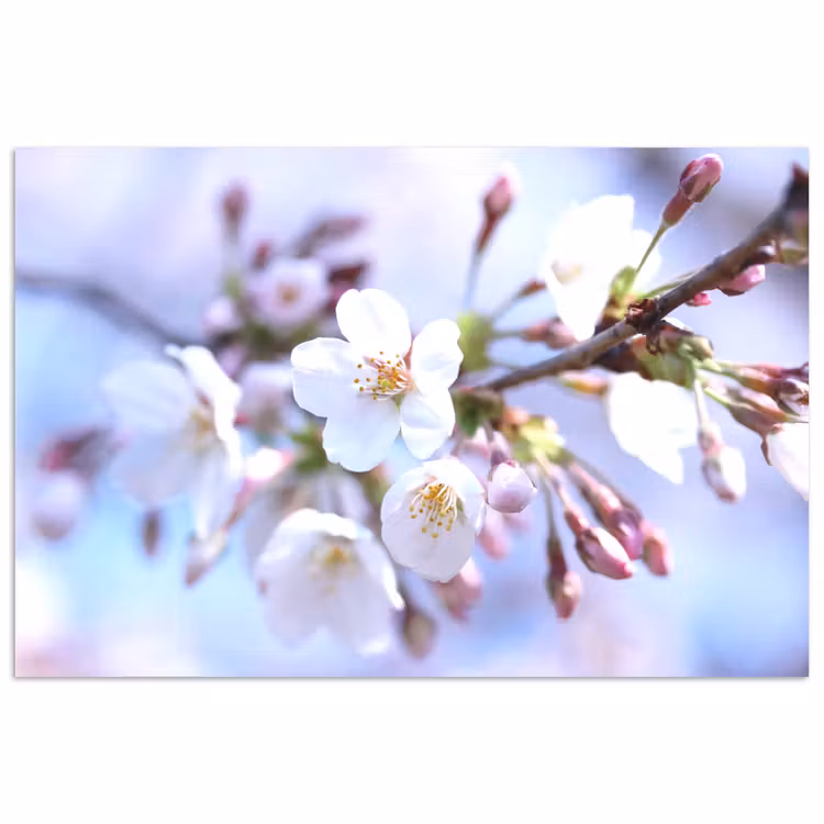 Bloemen - Sakura - Tak - Bloesem takken poster papier klein -3d
