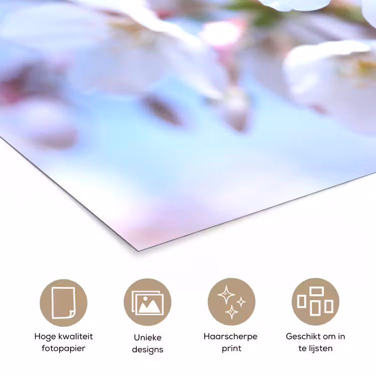 Bloemen - Sakura - Tak - Bloesem takken poster papier klein -closeup_NL