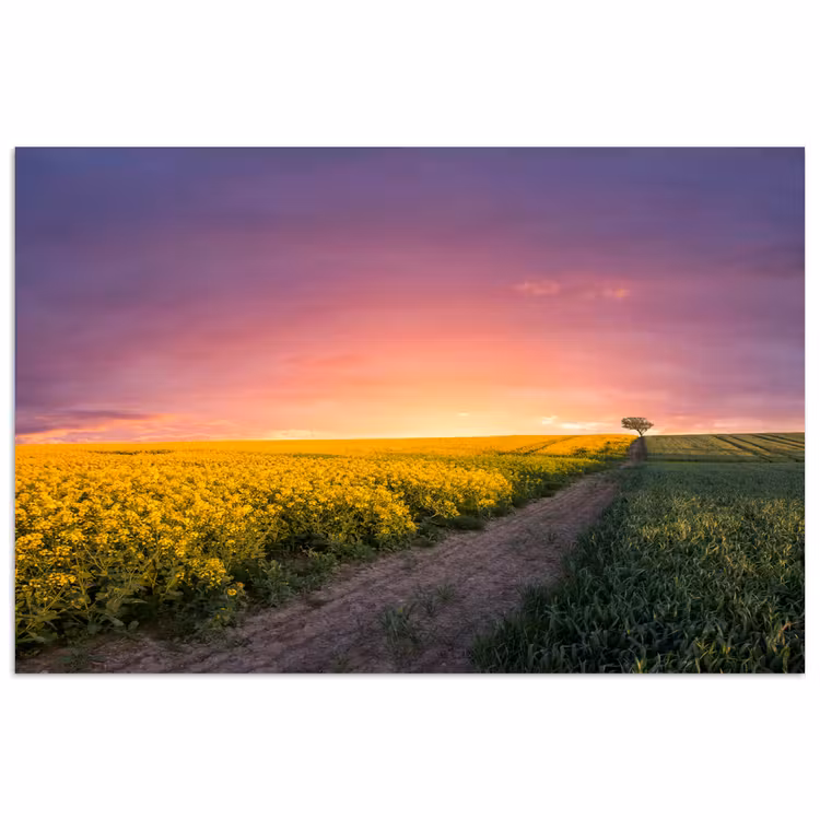 Bloemen - Weg - Lucht - Geel - Paars - Zonsondergang - Natuur poster papier klein -3d